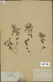 spécimen de Saponaria ocymoides