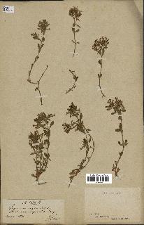 spécimen de Saponaria ocymoides