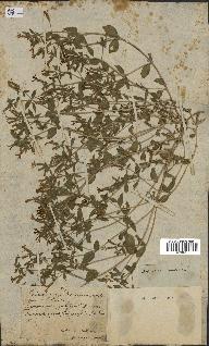 spécimen de Saponaria ocymoides