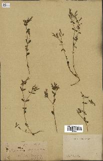spécimen de Saponaria ocymoides