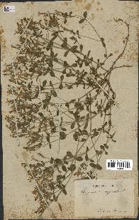 spécimen de Saponaria ocymoides