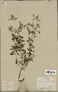 spécimen de Saponaria ocymoides