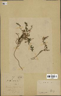 spécimen de Saponaria ocymoides
