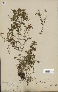 spécimen de Saponaria ocymoides
