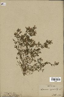 spécimen de Saponaria ocymoides
