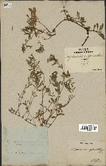 spécimen de Saponaria ocymoides