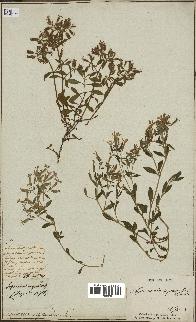spécimen de Saponaria ocymoides