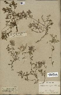 spécimen de Saponaria ocymoides