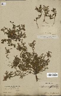 spécimen de Saponaria ocymoides