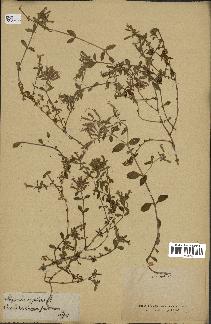 spécimen de Saponaria ocymoides