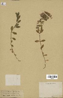 spécimen de Saponaria ocymoides