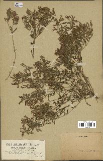 spécimen de Saponaria ocymoides