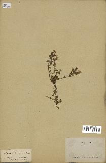 spécimen de Saponaria ocymoides