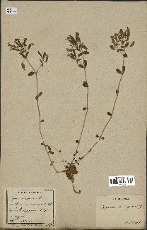 spécimen de Saponaria ocymoides
