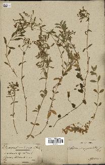 spécimen de Saponaria ocymoides