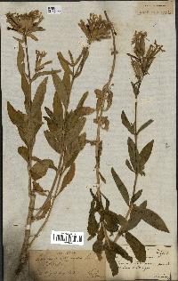 spécimen de Saponaria officinalis