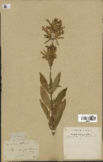 spécimen de Saponaria officinalis