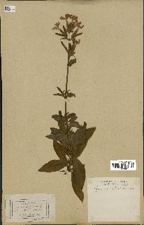 spécimen de Saponaria officinalis