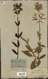 spécimen de Saponaria officinalis