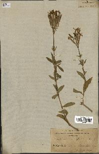 spécimen de Saponaria officinalis