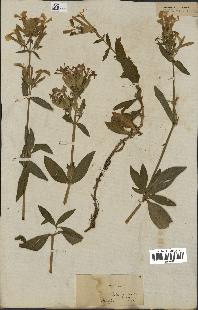 spécimen de Saponaria officinalis