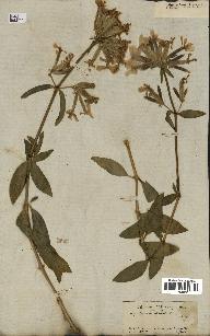 spécimen de Saponaria officinalis