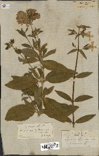 spécimen de Saponaria officinalis