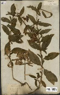 spécimen de Saponaria officinalis