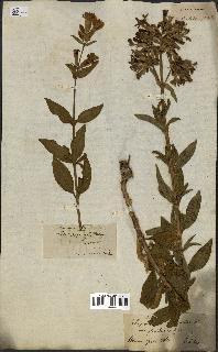 spécimen de Saponaria officinalis