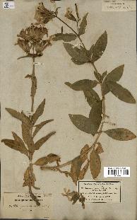 spécimen de Saponaria officinalis