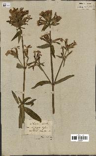 spécimen de Saponaria officinalis