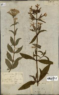 spécimen de Saponaria officinalis