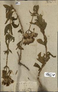 spécimen de Saponaria officinalis