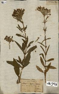 spécimen de Saponaria officinalis