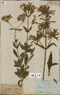 spécimen de Saponaria officinalis