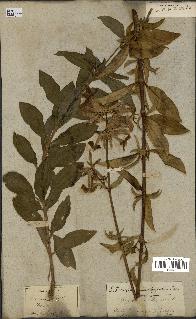 spécimen de Saponaria officinalis