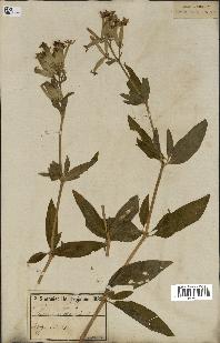 spécimen de Saponaria officinalis