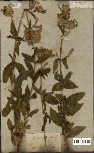 spécimen de Saponaria officinalis