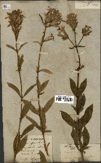 spécimen de Saponaria officinalis