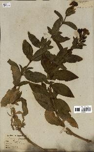 spécimen de Saponaria officinalis