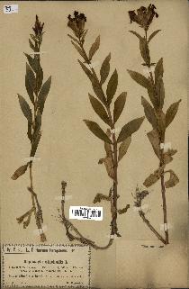 spécimen de Saponaria officinalis