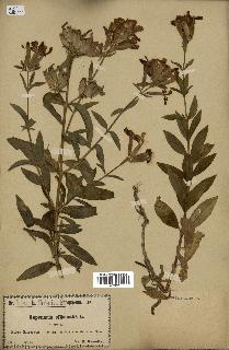 spécimen de Saponaria officinalis