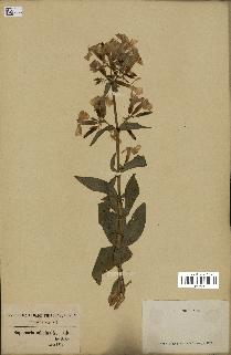 spécimen de Saponaria officinalis