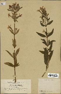 spécimen de Saponaria officinalis