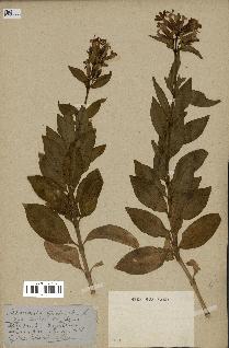 spécimen de Saponaria officinalis