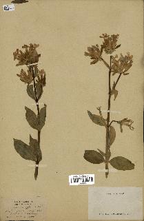 spécimen de Saponaria officinalis