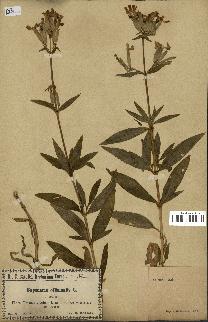 spécimen de Saponaria officinalis