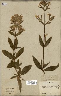 spécimen de Saponaria officinalis