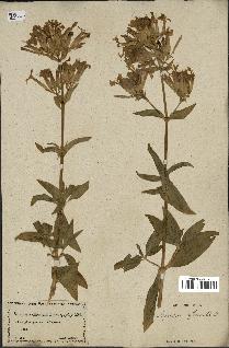 spécimen de Saponaria officinalis