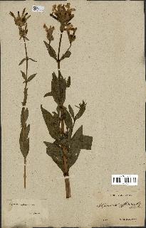 spécimen de Saponaria officinalis